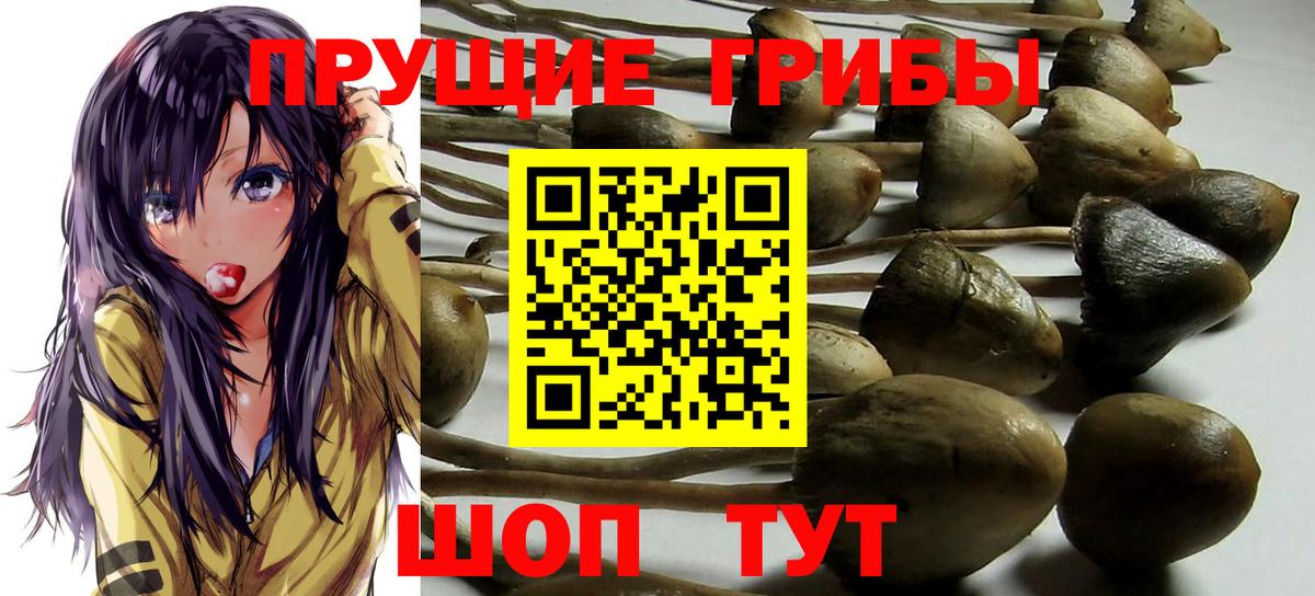 Пятигорск  Псилоцибиновые грибы GOLDEN TEACHER  Вход с VPN  Галлюциногенные грибы Cubensis 
