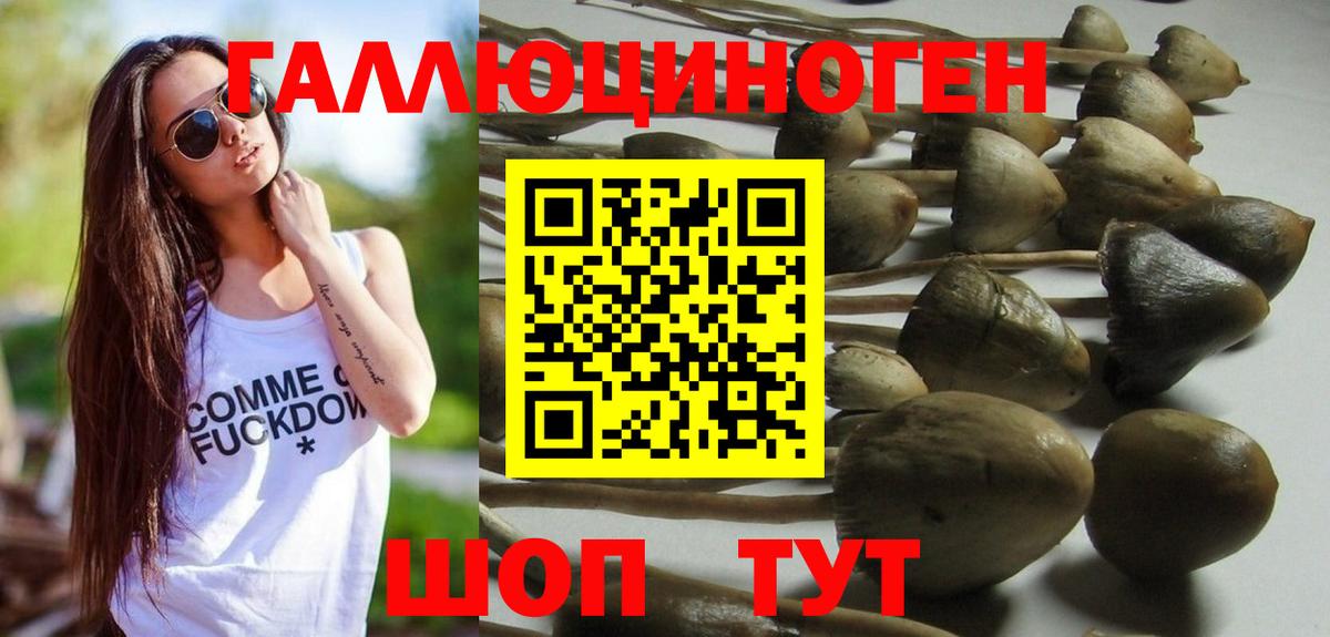 Галлюциногенные грибы Psilocybine cubensis Пятигорск